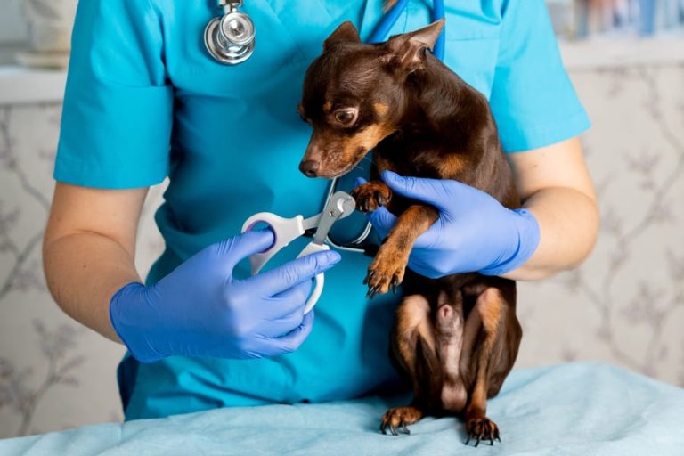 Veterinaria en San Cristóbal de las Casas